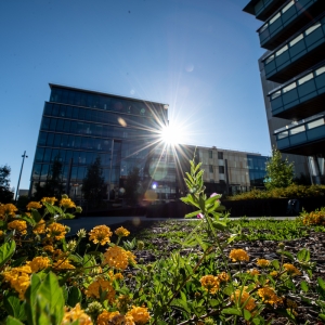 Building in background with sunlight peeking around the edge and flowers in the foreground.
