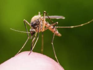 a mosquito on a fingertip