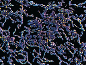 The 3D rendering of mitochondria overlaid by the motion map. The 3D volume was captured by a 3D SIM microscope in the Biological Imaging Facility and reconstructed by NSTM using the compute cluster from the Advanced Bioimaging Center.