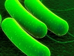 bright green cylinder shapes
